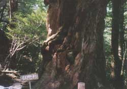 Ox