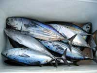 沖縄釣り