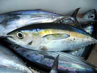 沖縄釣り